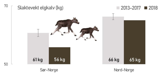 En tøff start på livet for elgkalv i Sør-Norge 2018. Figuren er basert på data fra 240 kommuner, og mer enn 6000 kalver per år. Den loddrette lille streken på søylene for 2013-2017 angir hvor mye vektene normalt varierer med fra år til år. En tøff start på livet for elgkalv i Sør-Norge 2018. Figuren er basert på data fra 240 kommuner, og mer enn 6000 kalver per år. Den loddrette lille streken på søylene for 2013-2017 angir hvor mye vektene normalt varierer med fra år til år.