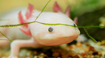 Axolotl: Super-salamanderen som kan gjenskape sitt eget bein