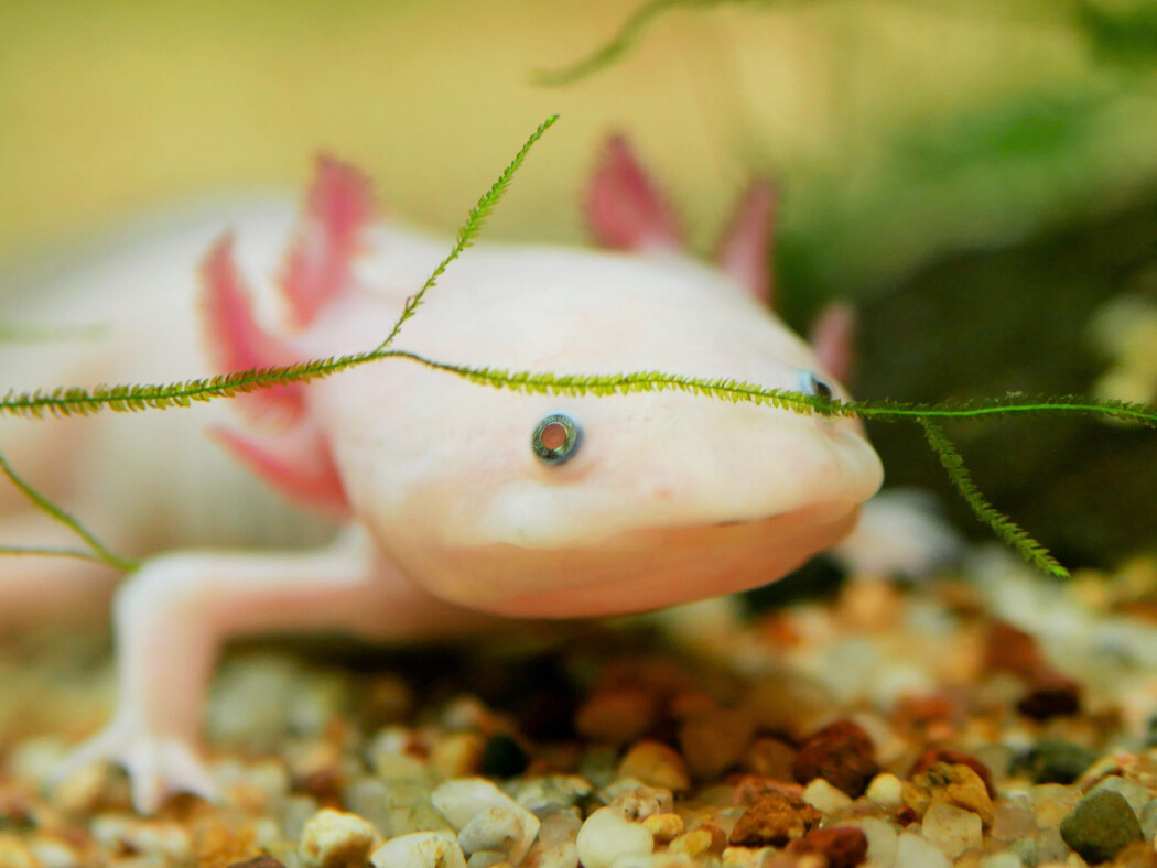 Den meksikanske axolotlsalamanderen ser ut som en Pokemon, og den har også en nærmest overnaturlig evne til å gjenskape bein, armer og gjeller. (Foto: Gudrunb67 / Shutterstock / NTB scanpix) Den meksikanske axolotlsalamanderen ser ut som en Pokemon, og den har også en nærmest overnaturlig evne til å gjenskape bein, armer og gjeller. (Foto: Gudrunb67 / Shutterstock / NTB scanpix)
