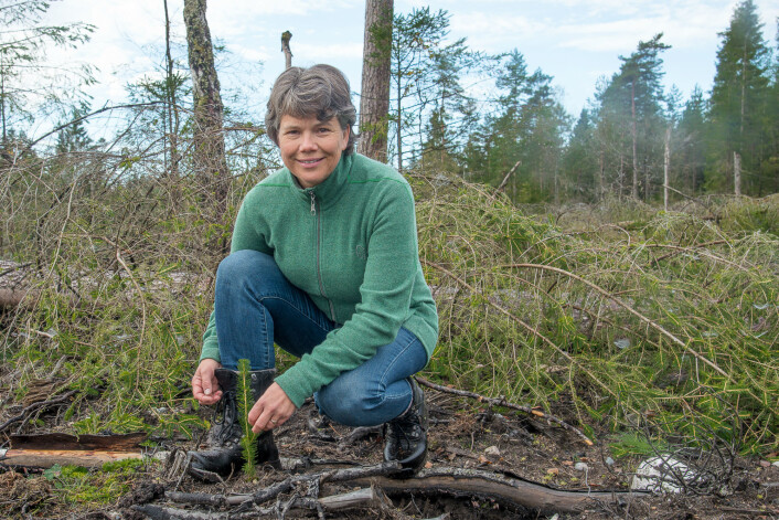 Gransnutebillen er kanskje den verste skadegjøreren vi har på små granplanter etter utplanting. Det å plante tidlig om høsten kan ha en positiv effekt, og redusere skadeomfanget. Inger Sundheim Fløistad er forsker ved NIBIO, Norsk institutt for bioøkonomi. (Foto: Erling Fløistad) Gransnutebillen er kanskje den verste skadegjøreren vi har på små granplanter etter utplanting. Det å plante tidlig om høsten kan ha en positiv effekt, og redusere skadeomfanget. Inger Sundheim Fløistad er forsker ved NIBIO, Norsk institutt for bioøkonomi. (Foto: Erling Fløistad)