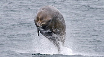 Sonar-forsøk på hval ved Jan Mayen: Nebbhvaler reagerer voldsomt på militære ubåtjakt-sonarer