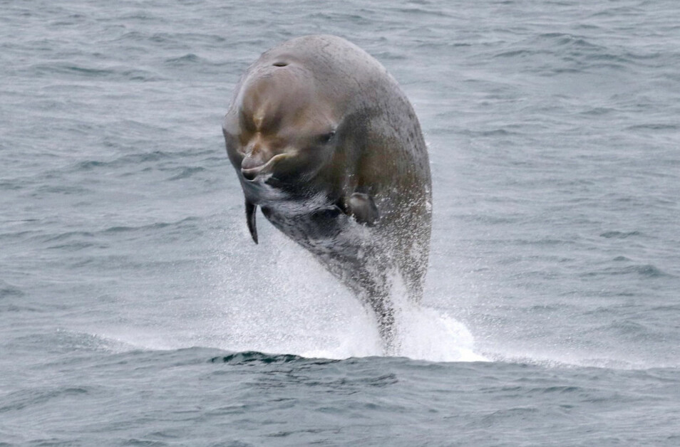 Nebbhvaler er smarte dyr med god hørsel. Forskere har undersøkt teorier om at hvalene blir påvirket av menneskeskapt støy. (Foto: Sanna Isojunno, Nebbhvaler2, CC BY 4.0)