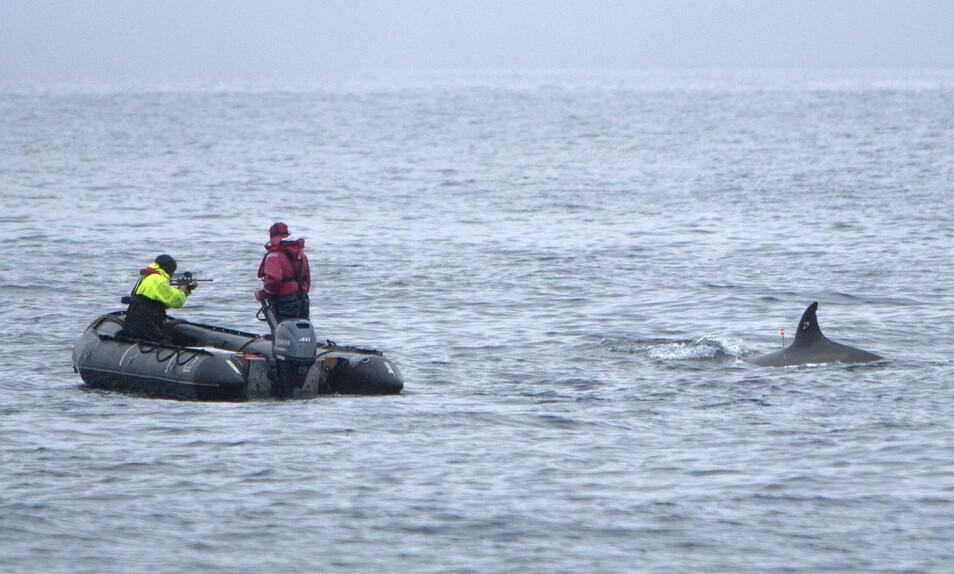 Forskerne brukte spesialbygde våpen til å feste sugekopper eller små satelittsendere på hvalene, før sonar-forsøkene startet. (Foto: Joanna Kershaw, 3S Project, Nebbhvaler1, CC BY 4.0)