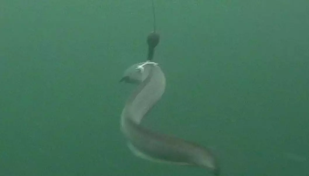 Satellittmerket ål løser eldgammel gåte