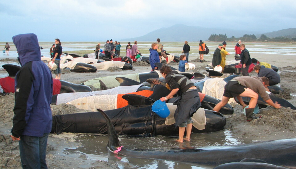 Hvalstrandinger er ikke et nytt fenomen: Denne flokken med grindhvaler gikk på land på New Zealand i desember 2005. Tilstrømmende hval-venner forsøkte å dynke dem med saltvann for å unngå at de skulle få for høy kroppstemperatur. (Foto: By Chagai, Wikipedia Commons)