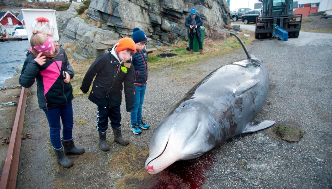 Plasthvalen: I januar 2017 strandet en avmagret gåsenebbhval på Sotra med over 30 plastposer og plastflak i magen. Hvalen døde fordi magen var full av plast. (Foto: Terje Lislevand, UiB) Plasthvalen: I januar 2017 strandet en avmagret gåsenebbhval på Sotra med over 30 plastposer og plastflak i magen. Hvalen døde fordi magen var full av plast. (Foto: Terje Lislevand, UiB)