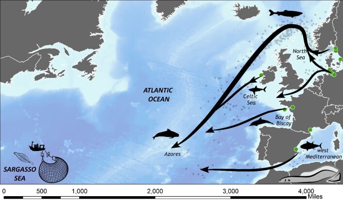 Halvveis til Sargasso. Forskerne har fanget, merket og sluppet ål fra kysten av Sverige, Frankrike, Tyskland, Spania og Irland. Og kartlagt hovedrutene fra Europa til Azorene. Studien viser også at halvparten av ålen aldri når bestemmelsesstedet. Predasjonstrykket er størst langs kysten, der delfiner, hai, eller annen rovfisk venter. En andel blir også spist av hval i havdypet. (Foto: (Illustrasjon: David Righton, Cefas)) Halvveis til Sargasso. Forskerne har fanget, merket og sluppet ål fra kysten av Sverige, Frankrike, Tyskland, Spania og Irland. Og kartlagt hovedrutene fra Europa til Azorene. Studien viser også at halvparten av ålen aldri når bestemmelsesstedet. Predasjonstrykket er størst langs kysten, der delfiner, hai, eller annen rovfisk venter. En andel blir også spist av hval i havdypet. (Foto: (Illustrasjon: David Righton, Cefas))