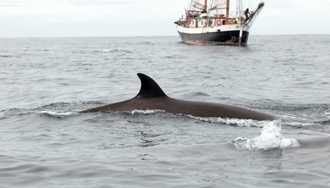 En nebbhval foran seilskipet S/V Donna Wood, som ble brukt under tre av de fire sommertoktene ved Jan Mayen. (Foto: Rune Roland Hansen, 3S Project, <a href="https://titan.uio.no/node/3303">Nebbhvaler4</a>, <a href="http://creativecommons.org/licenses/by/4.0/deed.no">CC BY 4.0</a>) En nebbhval foran seilskipet S/V Donna Wood, som ble brukt under tre av de fire sommertoktene ved Jan Mayen. (Foto: Rune Roland Hansen, 3S Project, <a href="https://titan.uio.no/node/3303">Nebbhvaler4</a>, <a href="http://creativecommons.org/licenses/by/4.0/deed.no">CC BY 4.0</a>)
