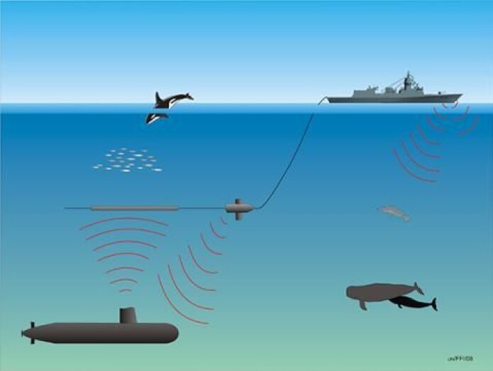 Militære sonarer som brukes til å lete etter andre staters ubåter, kan skape voldsomme reaksjoner hos nebbhvaler. Kanskje de tror at lyden kommer fra spekkhoggere, som er topp-predator i havet. (Illustrasjon: Forsvarets forskningsinstitutt,FFI) Militære sonarer som brukes til å lete etter andre staters ubåter, kan skape voldsomme reaksjoner hos nebbhvaler. Kanskje de tror at lyden kommer fra spekkhoggere, som er topp-predator i havet. (Illustrasjon: Forsvarets forskningsinstitutt,FFI)