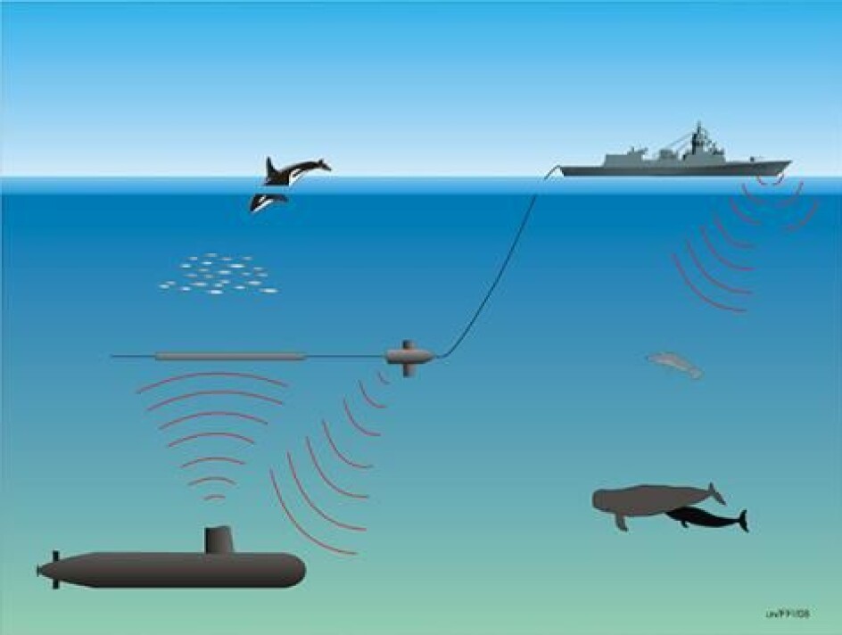 Militære sonarer som brukes til å lete etter andre staters ubåter, kan skape voldsomme reaksjoner hos nebbhvaler. Kanskje de tror at lyden kommer fra spekkhoggere, som er topp-predator i havet. (Illustrasjon: Forsvarets forskningsinstitutt,FFI)