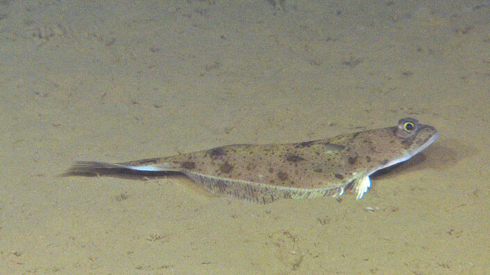 Gapeflyndre var en av de vanligste fiskene som vi så på toktet. Foto: MAREANO/Havforskningsinstituttet Gapeflyndre var en av de vanligste fiskene som vi så på toktet. Foto: MAREANO/Havforskningsinstituttet