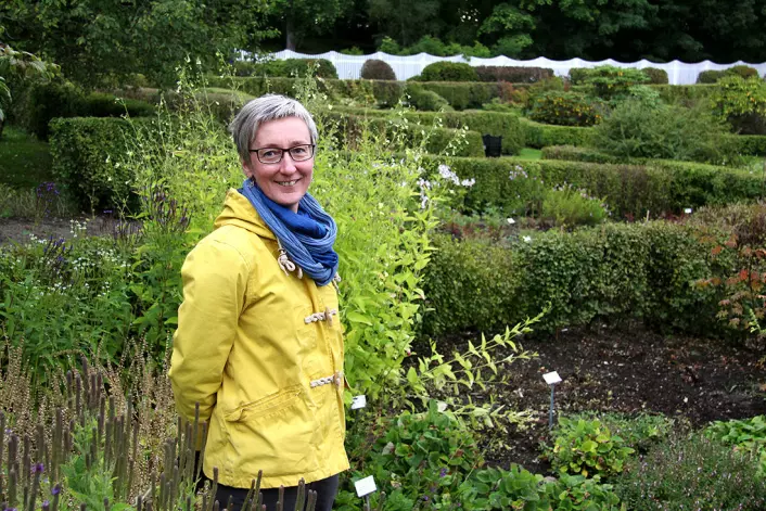 Vibekke Vange er førstelektor i botanikk og daglig leder ved Ringve botaniske hage, NTNU Vitenskapsmuseet. Hun har lagt planer for en omfattende omlegging av det plantesystematiske anlegget, som vil pågå de neste tre årene. (Foto: Grete Wolden / NTNU)