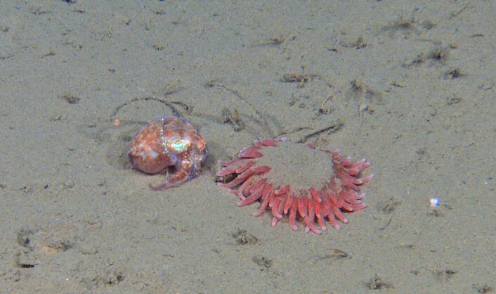En liten blekksprut undersøker en anemone. Foto: MAREANO/Havforskningsinstituttet En liten blekksprut undersøker en anemone. Foto: MAREANO/Havforskningsinstituttet