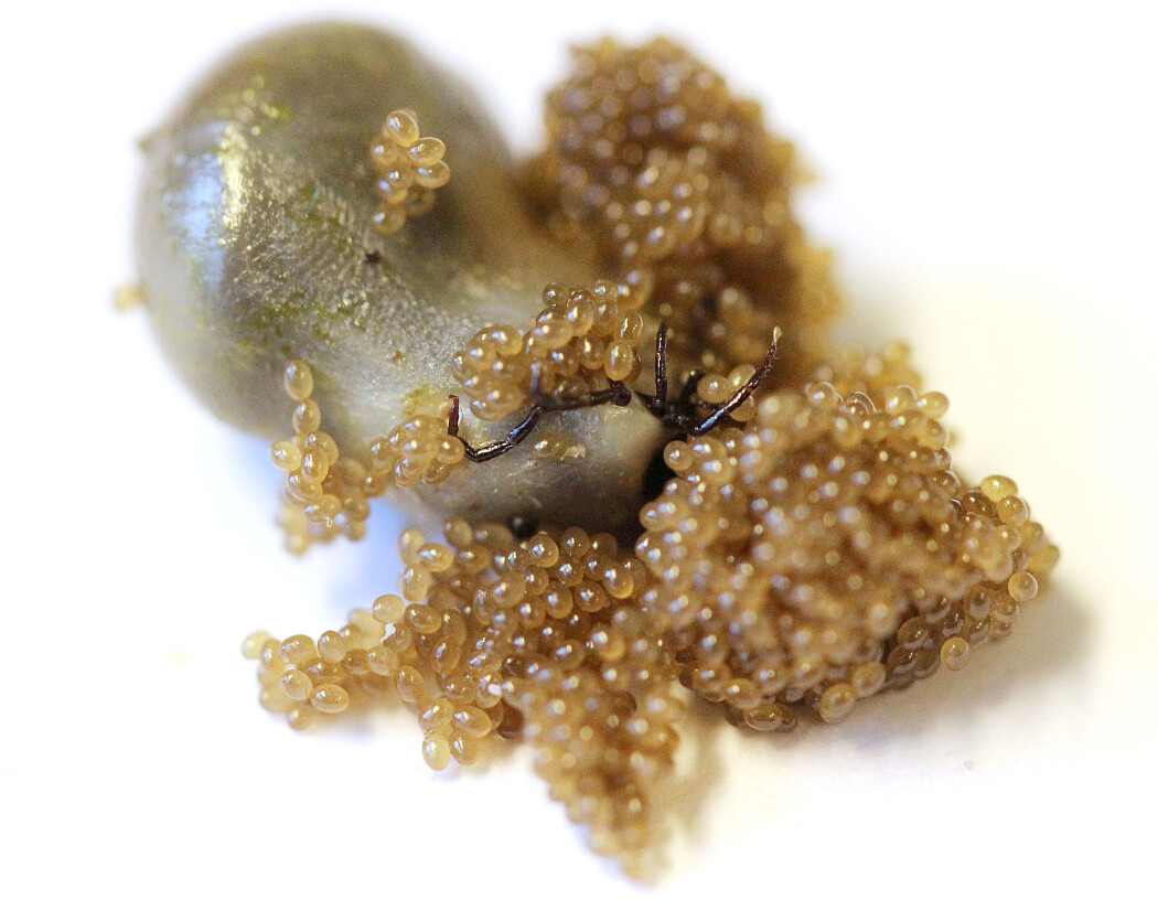 Om det blir varmere og våtere i Norge, vil vi trolig få flere flått, sier professor. Også nye flåttarter kan få fotfeste i landet. Bildet viser en skogflått Ixodes ricinus legger egg. (Foto: Snorre Stuen) Om det blir varmere og våtere i Norge, vil vi trolig få flere flått, sier professor. Også nye flåttarter kan få fotfeste i landet. Bildet viser en skogflått Ixodes ricinus legger egg. (Foto: Snorre Stuen)