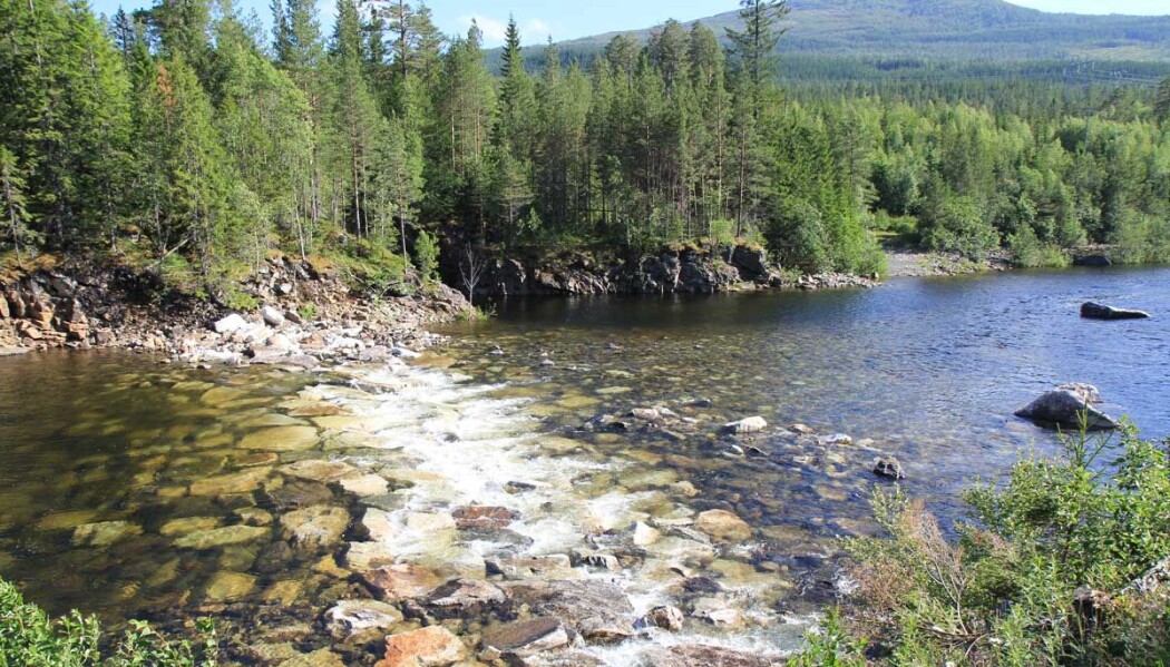 Her er en terskel i elva Nea. Den er bygd opp for å demme opp vannet. (Foto: Juliet Landrø/HydroCen) Her er en terskel i elva Nea. Den er bygd opp for å demme opp vannet. (Foto: Juliet Landrø/HydroCen)