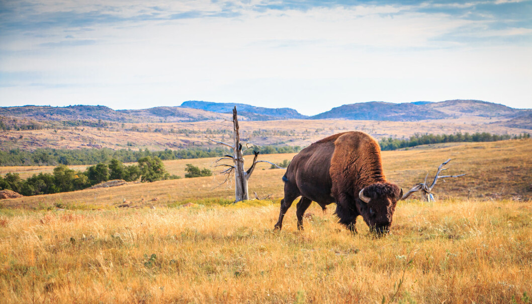 Jorda på prærien inneholdt gener for antibiotikaresistens, ifølge ny forskning. Her gresser en bisonokse på prærien i Oklahoma, USA. (Foto: angie oxley, Shutterstock, NTB scanpix) Jorda på prærien inneholdt gener for antibiotikaresistens, ifølge ny forskning. Her gresser en bisonokse på prærien i Oklahoma, USA. (Foto: angie oxley, Shutterstock, NTB scanpix)