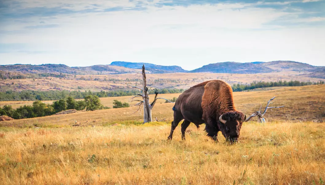 Jorda på prærien inneholdt gener for antibiotikaresistens, ifølge ny forskning. Her gresser en bisonokse på prærien i Oklahoma, USA. (Foto: angie oxley, Shutterstock, NTB scanpix)