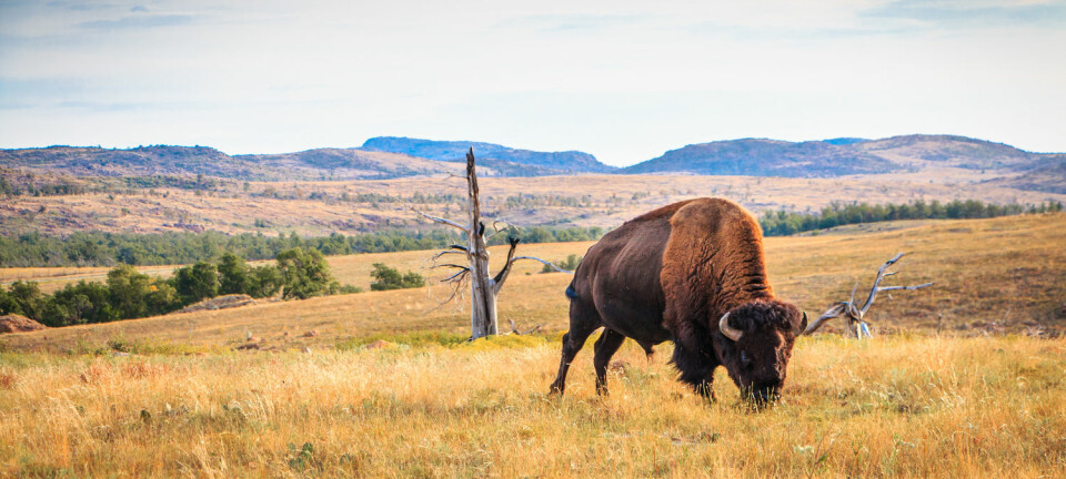 Jorda på prærien inneholdt gener for antibiotikaresistens, ifølge ny forskning. Her gresser en bisonokse på prærien i Oklahoma, USA. (Foto: angie oxley, Shutterstock, NTB scanpix)