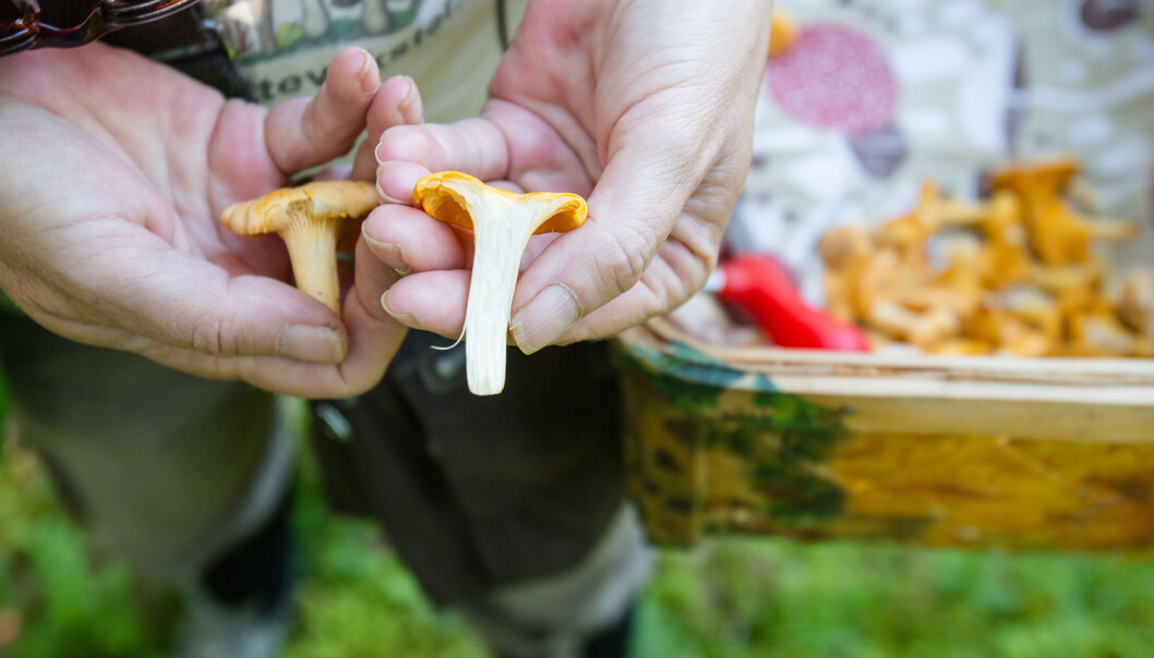 Allemannsretten gjer skog- og fjellområda våre til eit eldorado for alle som vil bruke dei, men set visse grenser, skriv Eivind Brendehaug. (Foto: Audun Braastad / NTB scanpix) Allemannsretten gjer skog- og fjellområda våre til eit eldorado for alle som vil bruke dei, men set visse grenser, skriv Eivind Brendehaug. (Foto: Audun Braastad / NTB scanpix)