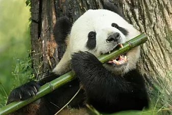 Slik greier pandaen seg på nesten bare bambus