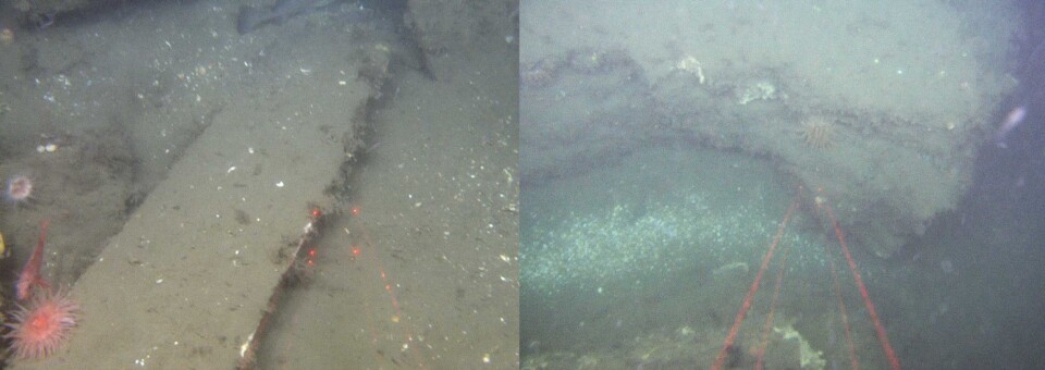 Figur 4. Lagdelte sedimentære bergarter fra trias i den nordligste pockmarkforhøyningen vist i Figur 2. Det er 10 cm mellom de røde laserlysprikkene. Foto: MAREANO/Havforskningsinstituttet