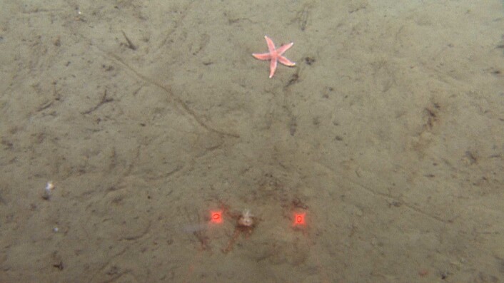 Figur 3. Typiske pockmarksedimenter bestående av sandig slam. Det er 10 cm mellom de røde laserlysprikkene. Foto: MAREANO/Havforskningsinstituttet Figur 3. Typiske pockmarksedimenter bestående av sandig slam. Det er 10 cm mellom de røde laserlysprikkene. Foto: MAREANO/Havforskningsinstituttet