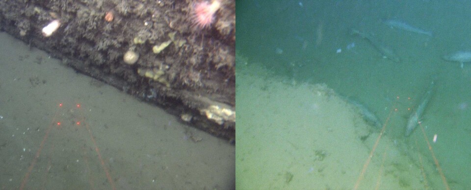 Figur 5. Lagdelte sedimentære bergarter fra trias i den sørligste pockmarkforhøyningen vist i Figur 2. Her går topaslinjen litt ved siden av området der det stikker ut berggrunn. Det er 10 cm mellom de røde laserlysprikkene. Foto: MAREANO/Havforskningsinstituttet