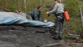Ristningsfeltet Bardal 1B i Steinkjer kommune etanolbehandles og tildekkes i 2010. Foto: Eva Lindgaard, NTNU Vitenskapsmuseet Ristningsfeltet Bardal 1B i Steinkjer kommune etanolbehandles og tildekkes i 2010. Foto: Eva Lindgaard, NTNU Vitenskapsmuseet