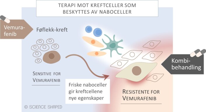 Kreftceller utnytter friske naboceller til å utvikle nye egenskaper, slik at de blir resistente mot Vemurafenib. Økt forståelse av disse egenskapene kan avdekke nye mål for behandling. (Foto: (Figur: Kreftforeningen)) Kreftceller utnytter friske naboceller til å utvikle nye egenskaper, slik at de blir resistente mot Vemurafenib. Økt forståelse av disse egenskapene kan avdekke nye mål for behandling. (Foto: (Figur: Kreftforeningen))