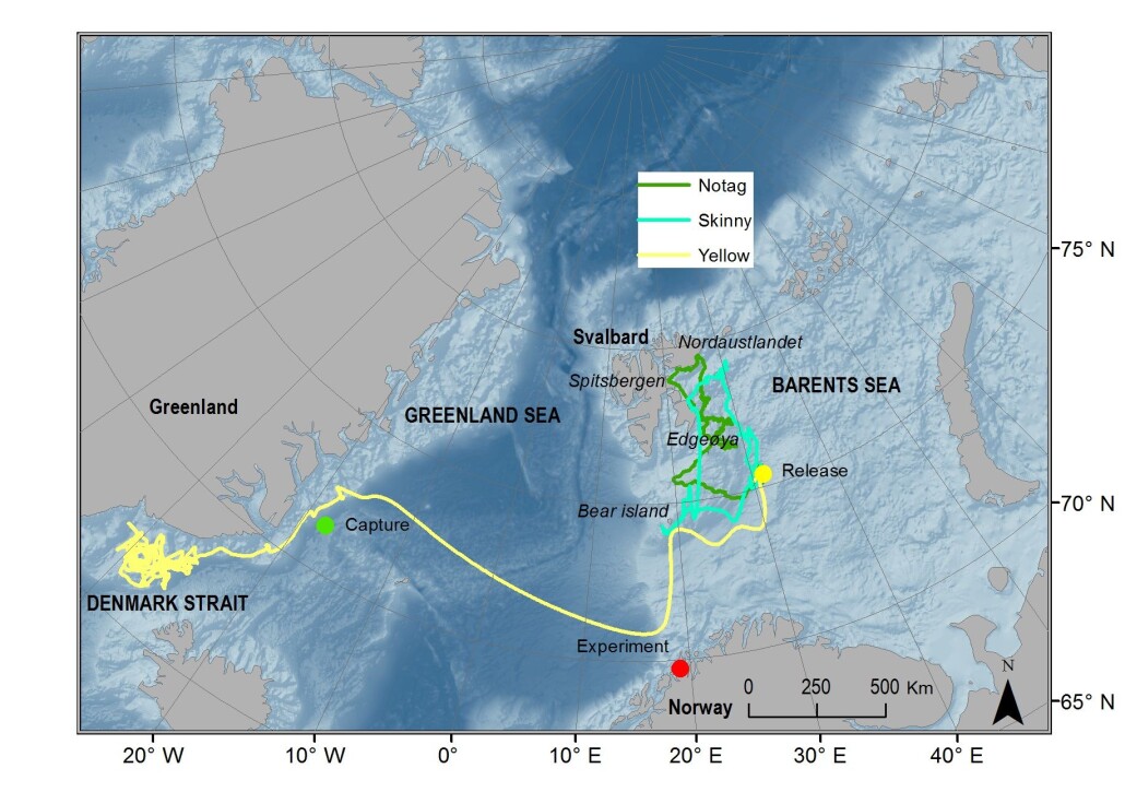 Forskerne kunne følge selene via satellitt etter at de slapp dem fri. Selene Skinny og Notag svømte mot Svalbard. Yellow svømte helt til Grønland. (Kart: Coexist) Forskerne kunne følge selene via satellitt etter at de slapp dem fri. Selene Skinny og Notag svømte mot Svalbard. Yellow svømte helt til Grønland. (Kart: Coexist)