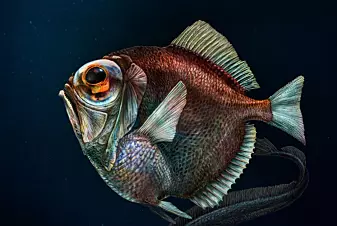 Dyphavsfisk kan trolig se farger i stummende mørke
