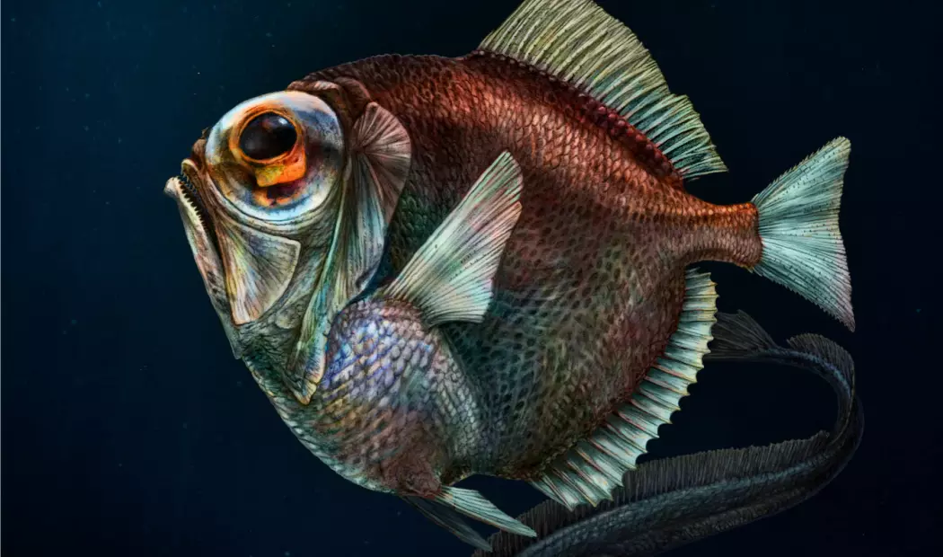 Dypvannsfisken Diretmus argenteus kan se en slags farger i det som for mennesker ville vært stummende mørke. (Illustrasjon: Pavel Riha, Universitetet i Sør-Böhmen, Tsjekkia)