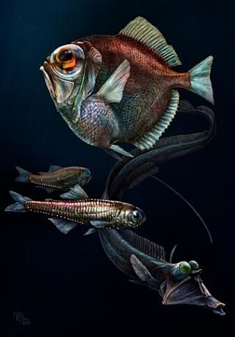 Tre dyphavsfisk som antakelig ser godt i mørke: piggfinnefisken Diretmus argenteus (øverst), lysprikkfisken Benthosema og det merkelige "rørøyet" Stylephorus chordatus. (Illustrasjon: Pavel Riha, Universitetet i Sør-Böhmen, Tsjekkia) Tre dyphavsfisk som antakelig ser godt i mørke: piggfinnefisken Diretmus argenteus (øverst), lysprikkfisken Benthosema og det merkelige "rørøyet" Stylephorus chordatus. (Illustrasjon: Pavel Riha, Universitetet i Sør-Böhmen, Tsjekkia)
