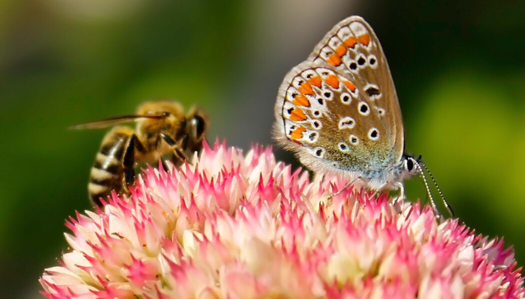 Bier og sommerfugler er blant insektene som er mest utsatt. (Foto: M.M.art / Shutterstock / NTB scanpix) Bier og sommerfugler er blant insektene som er mest utsatt. (Foto: M.M.art / Shutterstock / NTB scanpix)