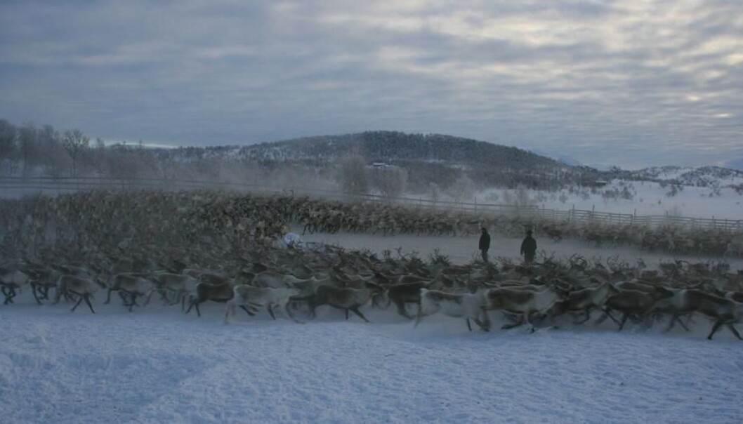 En reineier må balansere egne interesser med andre reineieres interesser og samfunnet forøvrig. (Foto: Bård-Jørgen Bårdsen) En reineier må balansere egne interesser med andre reineieres interesser og samfunnet forøvrig. (Foto: Bård-Jørgen Bårdsen)