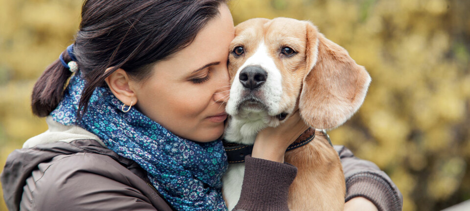 Er hundens ønske om å være sammen med mennesker styrt av genene? Å, ja. Svenske forskere har nå vist hvilke gener. (Illustrasjonsfoto: Soloviova Liudmyla, Shutterstock/NTB scanpix)
