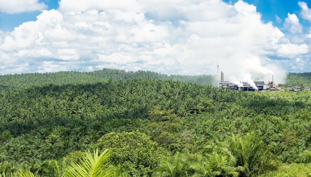 Forskerne har sett på avskoging og etablering av palmeoljeplantasjer på Borneo de siste 40 årene. Bilde er fra Sabah på øya Borneo. (Foto: Science Photo Library) Forskerne har sett på avskoging og etablering av palmeoljeplantasjer på Borneo de siste 40 årene. Bilde er fra Sabah på øya Borneo. (Foto: Science Photo Library)