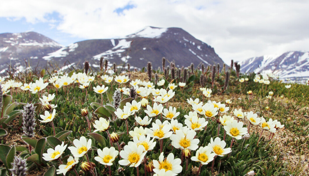 Tepper med reinroser i full blomst nær forskningsstasjonen Zackenberg på Nordøst-Grønland. (Foto: Mikko Tiusanen) Tepper med reinroser i full blomst nær forskningsstasjonen Zackenberg på Nordøst-Grønland. (Foto: Mikko Tiusanen)