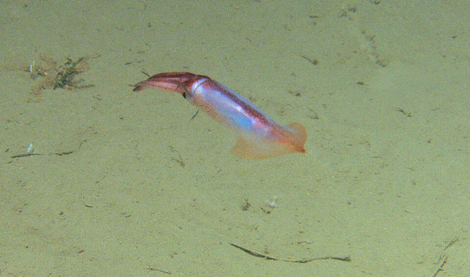 Figur 8. En nysgjerrig Gonatus-blekksprut danser foran kamera. Med de raske bevegelsene sine er det ikke lett å fange denne tiarmede blekkspruten med det forholdsvis treige kameraet, men på et tidligere tokt utenfor Lofoten fikk vi opptak som viser hvordan den danser: Foto: MAREANO/Havforskningsinstituttet