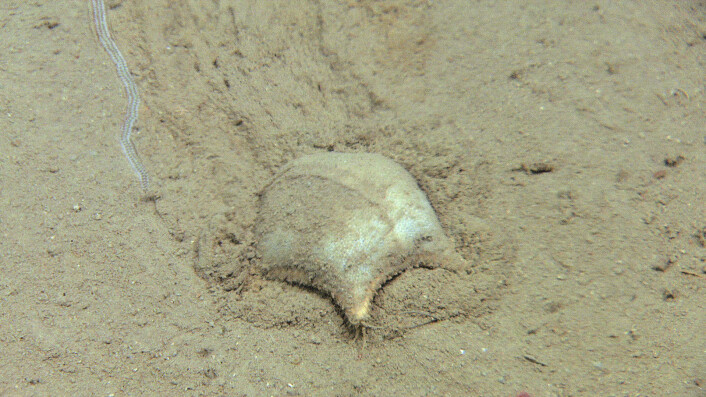 Figur 6. Mudderkamstjernen, Ctenodiscus crispatus, er ganske vanlig i Barentshavet. Den pløyer av gårde i det øverste sedimentlaget. Foto: MAREANO/Havforskningsinstituttet Figur 6. Mudderkamstjernen, Ctenodiscus crispatus, er ganske vanlig i Barentshavet. Den pløyer av gårde i det øverste sedimentlaget. Foto: MAREANO/Havforskningsinstituttet