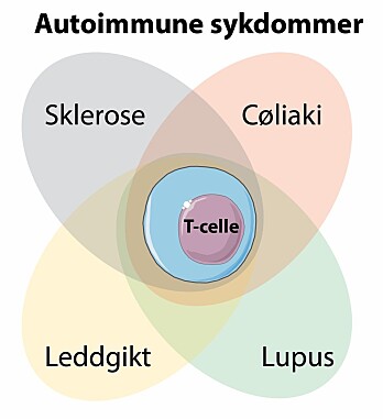 Forskerne fant T-cellen med den unike signaturen hos pasienter med andre typer autoimmune sykdommer. (Illustrasjon: SMART Servier Medical Art, modifisert av Asbjørn Christophersen) Forskerne fant T-cellen med den unike signaturen hos pasienter med andre typer autoimmune sykdommer. (Illustrasjon: SMART Servier Medical Art, modifisert av Asbjørn Christophersen)