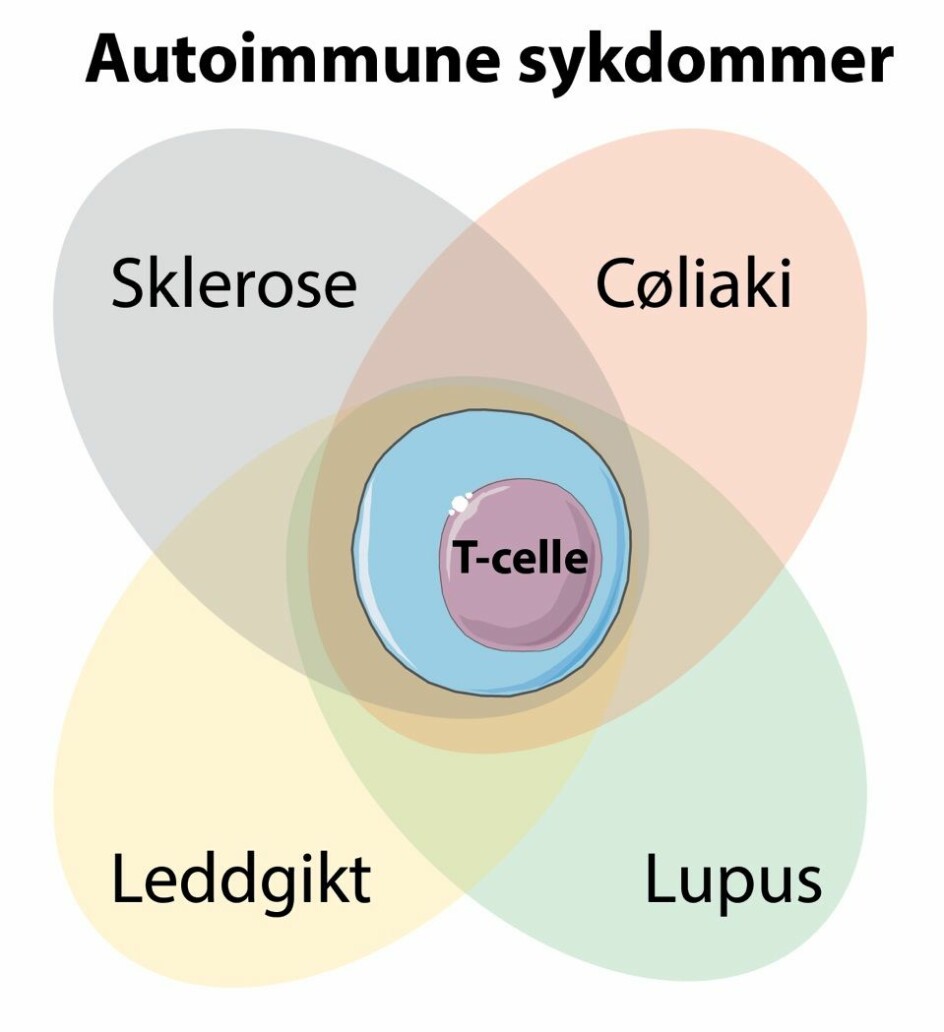 Forskerne fant T-cellen med den unike signaturen hos pasienter med andre typer autoimmune sykdommer. (Illustrasjon: SMART Servier Medical Art, modifisert av Asbjørn Christophersen)