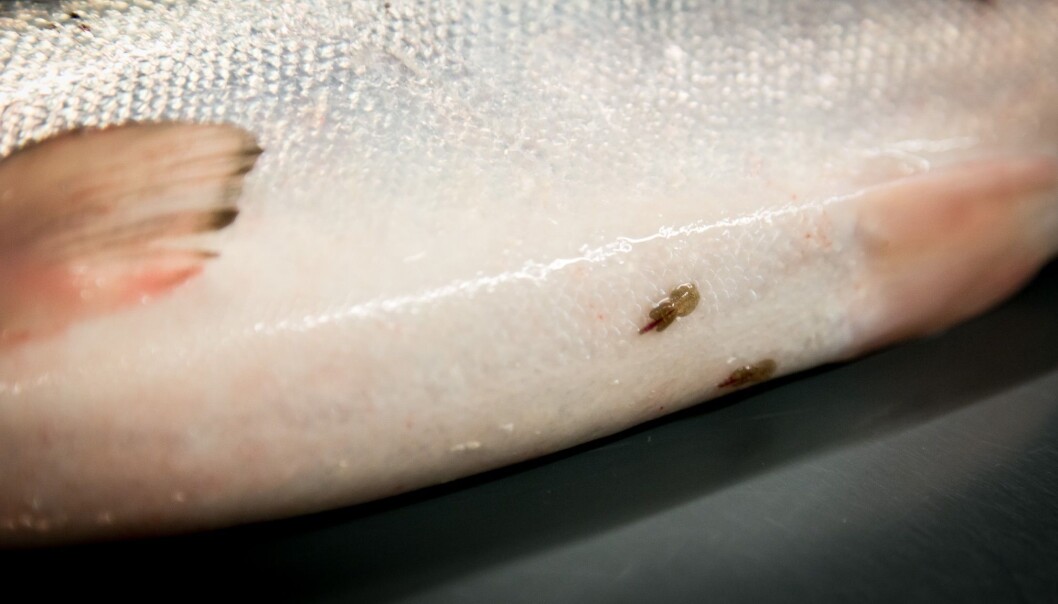 Allerede i 1753 ble lakselus nevnt av biskopen Erik Pontoppidan, og i 1838 kom en artsbeskrivelse. Etter hvert fikk parasitten det latinske navnet Lepeophtheirus salmonis. (Foto: Erlend A. Lorentzen / Havforskningsinstituttet). Allerede i 1753 ble lakselus nevnt av biskopen Erik Pontoppidan, og i 1838 kom en artsbeskrivelse. Etter hvert fikk parasitten det latinske navnet Lepeophtheirus salmonis. (Foto: Erlend A. Lorentzen / Havforskningsinstituttet).