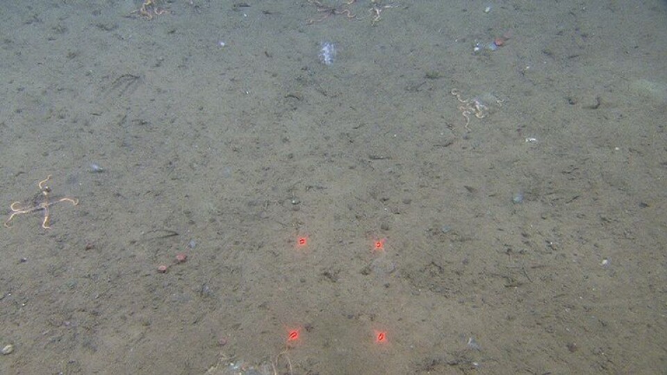 Figur 6. Lengst nede på flanken på 224 m vanndyp. Her består bunnen av sandig slam ('E' på videolinjen). Avstanden mellom de røde laserprikkene er 10 cm. (Foto: Mareano / Havforskningsinstituttet)