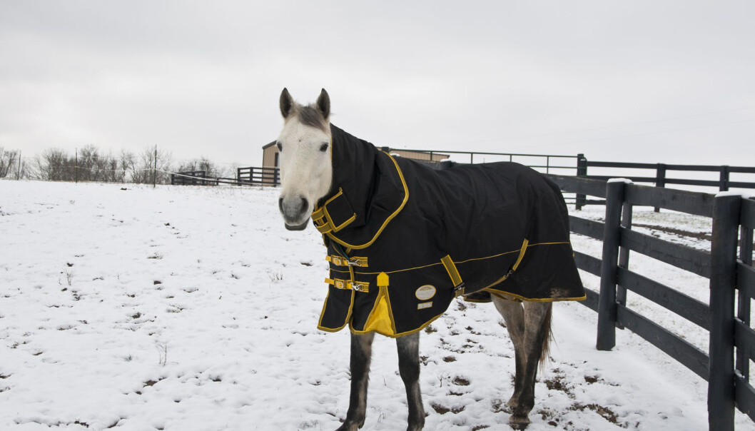En ny studie viser at hester kan kommunisere med enkle symboler. (Illustrasjonsfoto: Irina Mos / Shutterstock / NTB scanpix) En ny studie viser at hester kan kommunisere med enkle symboler. (Illustrasjonsfoto: Irina Mos / Shutterstock / NTB scanpix)