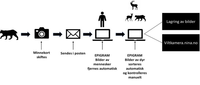 Hver dag får SCANDCAM inn mer enn 10000 bilder. Bilder av mennesker fjernes automatisk før vi sorterer observasjoner på art og lagrer bildene i databasen. Hver dag får SCANDCAM inn mer enn 10000 bilder. Bilder av mennesker fjernes automatisk før vi sorterer observasjoner på art og lagrer bildene i databasen.