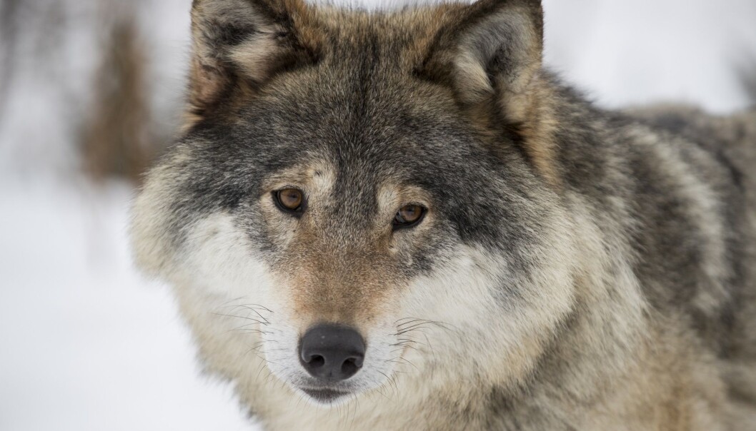 De aller fleste ulvene ble observert innen forvaltningsområdet for ynglende ulv (ulvesonen) i Sørøst-Norge. (Illustrasjonsfoto: Heiko Junge / NTB scanpix) De aller fleste ulvene ble observert innen forvaltningsområdet for ynglende ulv (ulvesonen) i Sørøst-Norge. (Illustrasjonsfoto: Heiko Junge / NTB scanpix)