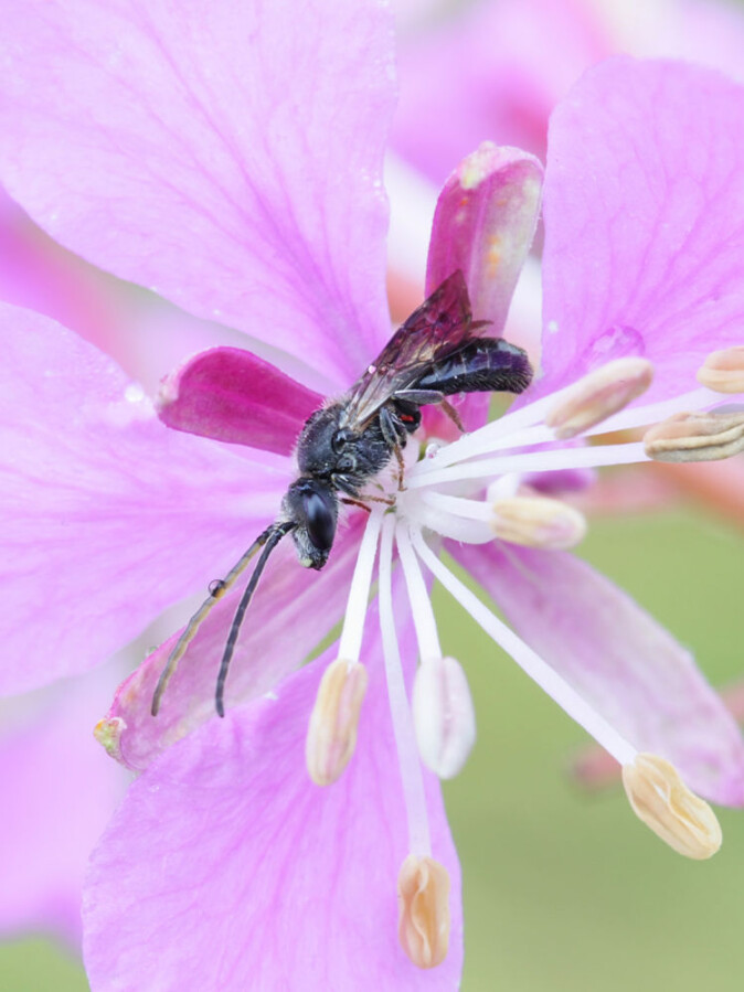 En jordbie i blomsten til geitrams. Pollenknappene sees på enden av pollenbærerne. (Foto: Shutterstock) En jordbie i blomsten til geitrams. Pollenknappene sees på enden av pollenbærerne. (Foto: Shutterstock)