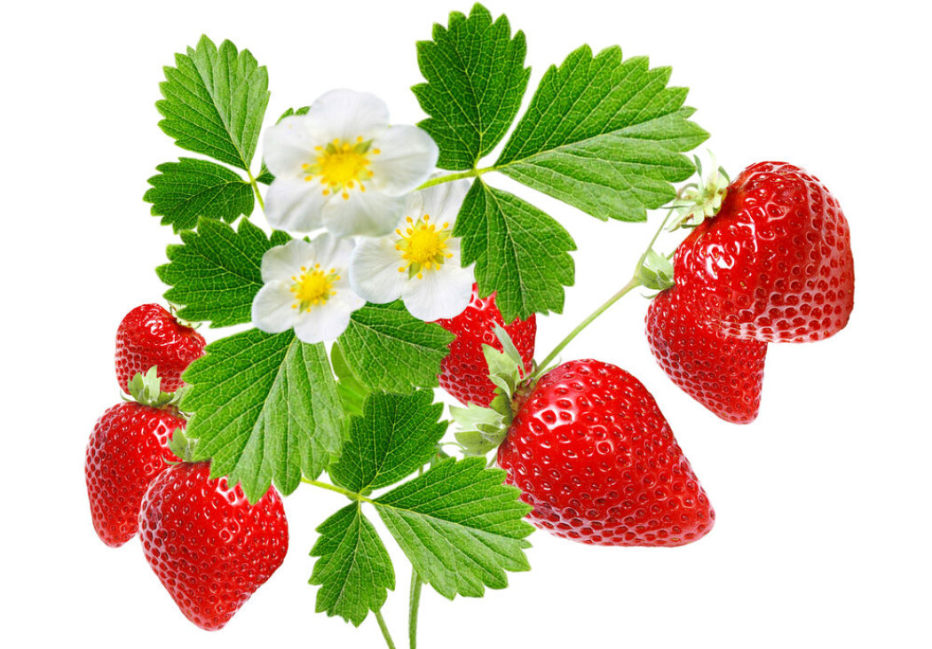 (Foto: Shutterstock) (Foto: Shutterstock)