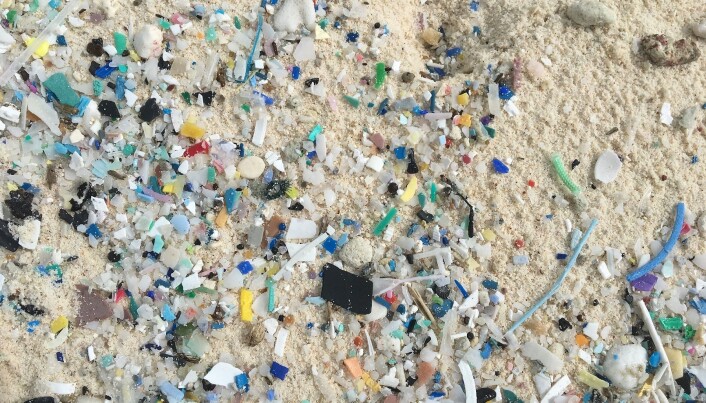 Mikroplastbiter mellom 1 og 5 mm i størrelse som er funnet i sanden på South-øya. (Bilde: Jennifer Lavers) Mikroplastbiter mellom 1 og 5 mm i størrelse som er funnet i sanden på South-øya. (Bilde: Jennifer Lavers)